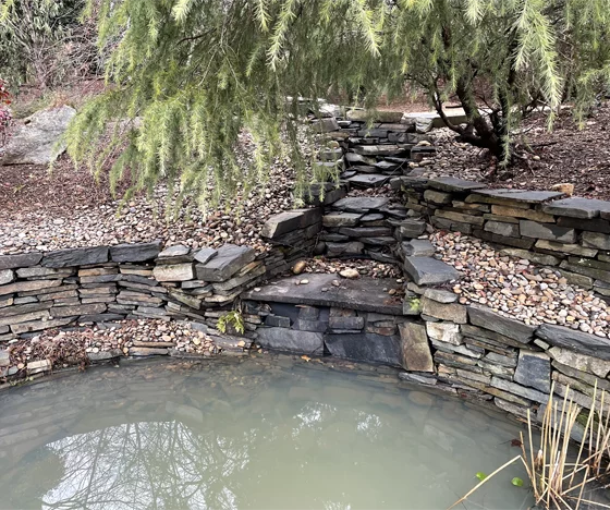 Golden Before Pond Renovation - Black Koi Water Features - Black Koi Water Features Golden Before Pond Renovation