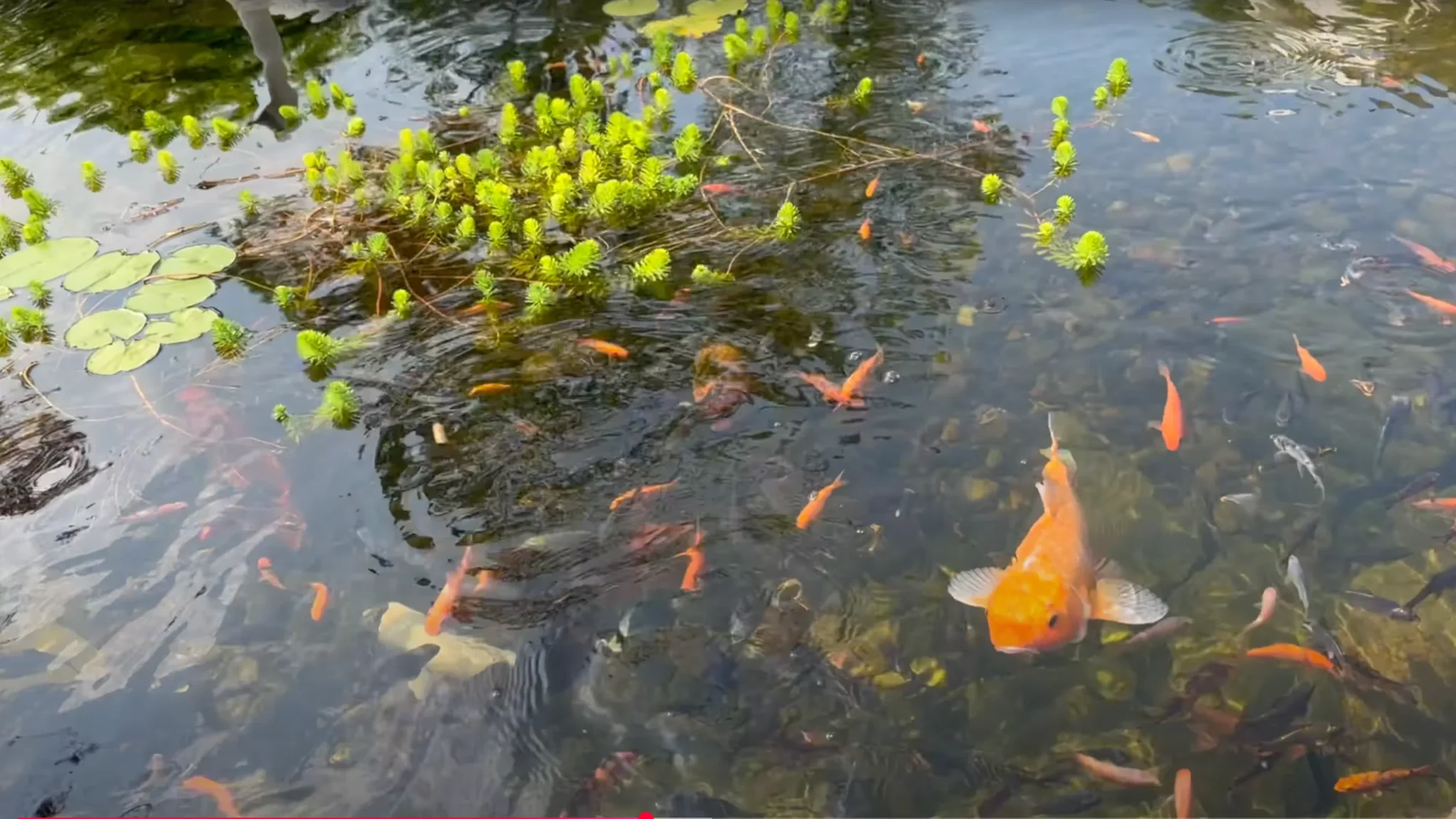 Large Koi Pond & Lazy River | Pisgah Forest, NC | Black Koi Water Features